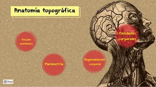 Anatomía topográfica [upl. by Ettenav]