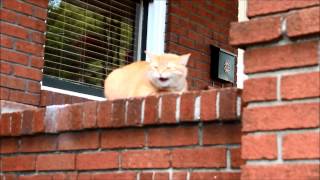 Air Horn Scaring the fat sitting cat  Animals Heaven [upl. by Mendive913]