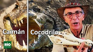 Las diferencias sorprendentes entre caimán y cocodrilo [upl. by Yrhcaz]