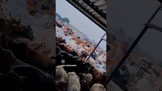 सण्डवा ग‌ऊशाला gaushala gauseva gaumata gaurakshak [upl. by Jeuz]