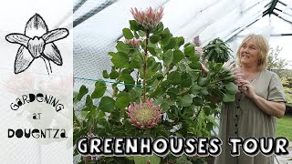 Greenhouse amp Glasshouse Tour  Seedlings Lilies Protea Furceaea [upl. by Darahs]