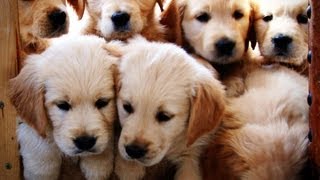 Golden retriever Puppies  Week 7  Very Cute [upl. by Bradley]