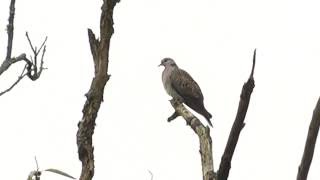 Le chant de la Tourterelle des bois [upl. by Menashem]