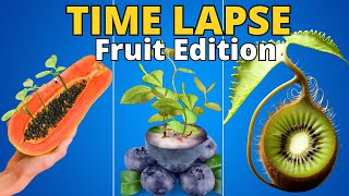 1383 Days of Growing Fruit Plants from SEED in Timelapse [upl. by Micheal347]