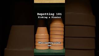 Always pick the right size planter with these tips 🪴 plantcare repotting plants shorts [upl. by Hamlet]