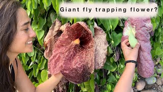 Plant Talk  Aristolochia gigantea Brasiliensis Pelican Flower  Sara Bendrick [upl. by Henka724]