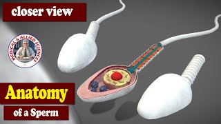 Anatomy of the Sperm [upl. by Cacka334]