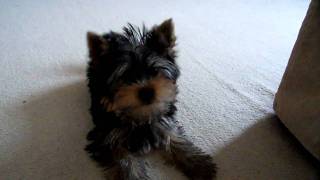 Yorkshire Terrier Puppy Barking at Camera [upl. by Brahear]