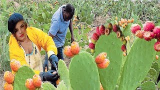 Cactus Fruit Harvesting  Prickly Pear Farm and Harvesting  Desert Agriculture Technology [upl. by Idram602]