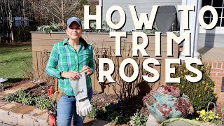 Get Big Beautiful Flowers How to Trim Established Roses [upl. by Assile]