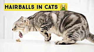 HAIRBALLS IN CATS  How to Treat Hairballs in Cats  Symptoms amp Treatment [upl. by Neb]