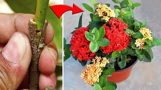 MULTICOLOR Ixora Plant The Most EASIEST Way [upl. by Mast]