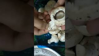 How To Clean And Cut Mushroom [upl. by Hickie414]