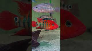 Roter Ecuadorbuntbarsch  Mesoheros „Cichlasoma“ festae  Red Terrorcichlid  Aquarium [upl. by Hrutkay]