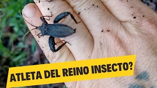 Acanthocephala Femorata Atletas del Reino Animal descubre su agresividad 😬 [upl. by Elora607]