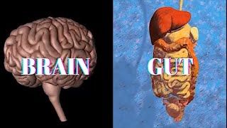 Trust your Gut How the BrainGut Connection Helps Us Decide Intuitively [upl. by Cirri]