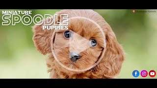 Miniature Spoodle Puppies chevromistpuppies [upl. by Oiluig]