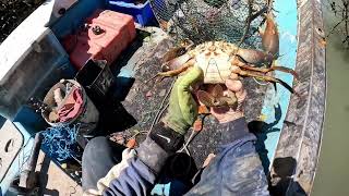 Caught huge mudcrab crab bite on foot Queensland Australia [upl. by Gillman998]