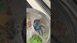 Beautiful Blue Tarantulas Caribena Versicolor tarantula sling feeding [upl. by Fields657]