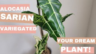 This Alocasia Sarian Variegated is the EASIEST Alocasia EVER Repot and corm hunting [upl. by Esme]