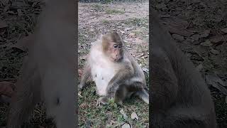 Monkey Angkor A920 [upl. by Idorb]