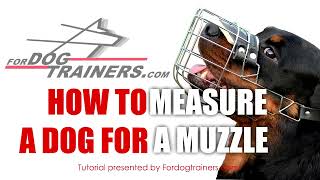 How to Measure Your Dog for a Muzzle Tutorial [upl. by Eitsrik]