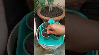 Marigold ka paudha Kaise Lagate hai marigold houseplants garden gardening [upl. by Wasserman420]