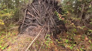 11624  2 Roughedin new portion of woods trail — picking up and clearing cut wood 4K 60 FPS [upl. by Chadbourne]