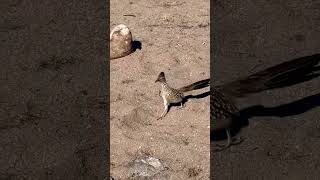 Roadrunner Bird wildlife arizona desert birds bigbirds wildbirds [upl. by Olli]