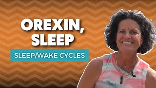 The Orexin Hormone  What Does Orexin Do In Sleep [upl. by Nesnaj]