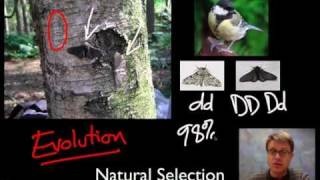 Unit 1 Review  Natural Selection [upl. by Nevsa]