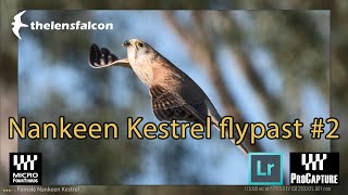 Nankeen Kestrel flypast 2 [upl. by Nagrom]