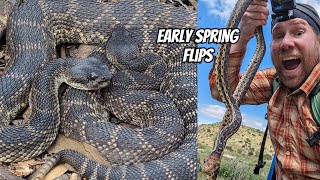 Early Spring Flipping in Los Angeles  Field Herping Southern California [upl. by Eiralam328]