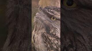 Discover the unique frogmouth bird [upl. by Tupler]