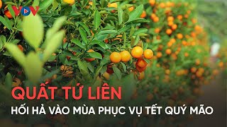 Quất Tứ Liên hối hả vào mùa phục vụ Tết Quý Mão [upl. by Assirahc704]