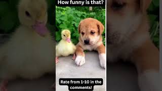 Funny Pets memes shorts [upl. by Potts]