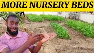 How To Nurse Brachiaria Grass  Mulato Grass For Livestock Creating More Seedbeds  Nursery Beds [upl. by Jemena]