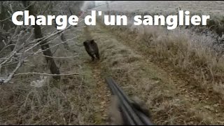 Un sanglier charge 4 postés [upl. by Bruni]