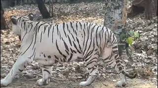 White Tiger Video  Worlds White Tiger in 2024  White Tigers in Zoo [upl. by Erie]