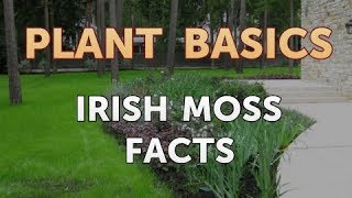 Irish Moss Facts [upl. by Nahtahoj]