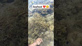 Seaweeds seafood [upl. by Atilrep]