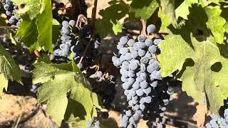 Yardstick Ruth s Reach Yountville Napa Valley Cabernet October 1 2024 [upl. by Darach]