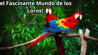 ¡Descubre el Fascinante Mundo de los Loros 🦜 [upl. by Enomed]