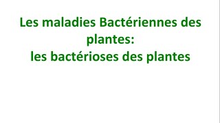 Phytopathologie Partie 14  Les maladie bactériennes des plantes [upl. by Nilsoj292]