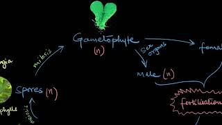 Pteridophytes  Plant Kingdom  Biology  Khan Academy [upl. by Arun]