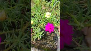 Colorfull Noyontara Flower🌸🌿shortvideo garden gardenplants nature gardenflowers foryou [upl. by Thurston]