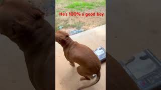 He’s 25 angel and 75 fart 🤣🤣 reddog dog rescuedog pets sillydog angel [upl. by Winser]