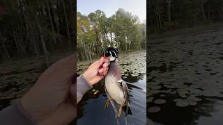 Wood Duck LIMIT in RICE 🦆🌾🔥duckhunt hunting waterfowl ducks shorts drake sitka duckhunt [upl. by Aikkan453]