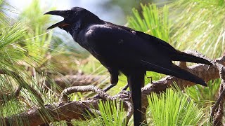 Large billed crow Sounds [upl. by Ahsitnauq]