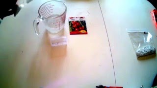 Germinate tomato seeds in perlite part 1 [upl. by Neo754]